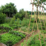 Why We Bother Teaching Farmers to Regenerate the Soil They Stand On